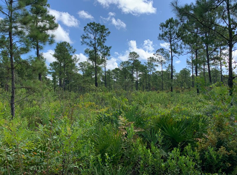 Price's Scrub State Park, Florida, USA